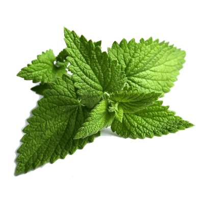 Peppermint-Plant-PNG-HD-Quality