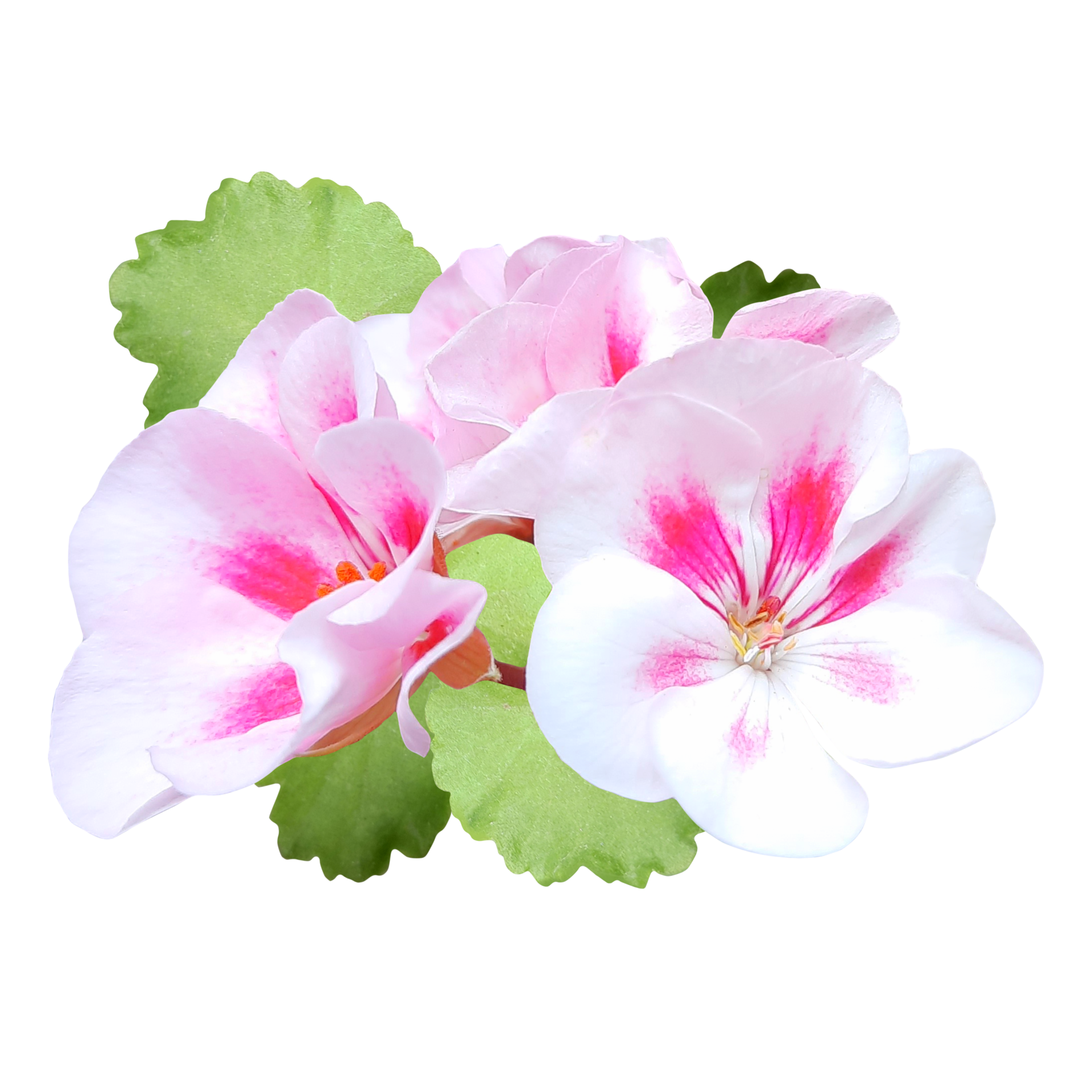 pink-geranium-flower-cutout-png