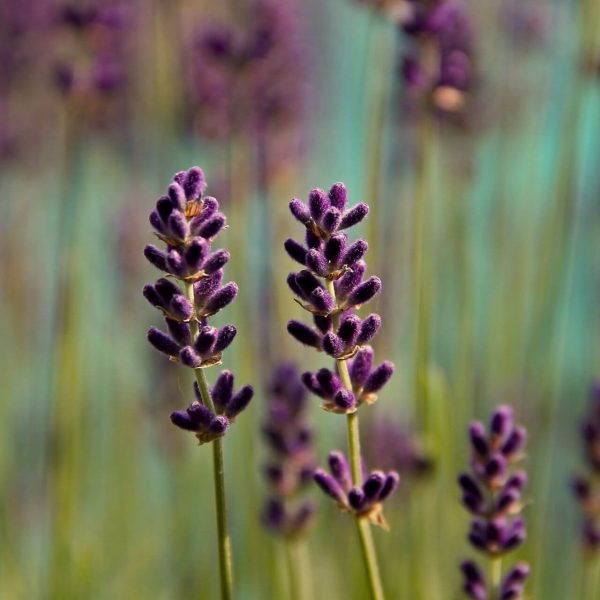 The Blossom Photostock 25